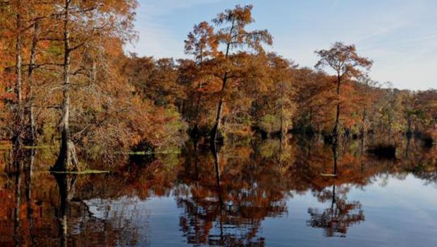 Fall Colors at Merchants Millpond State Park