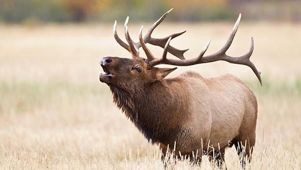 Elk Hunting