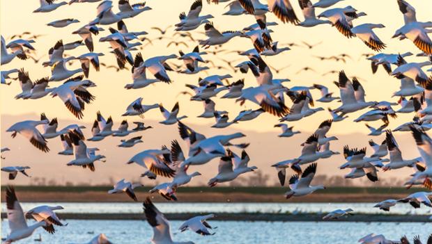 Snow geese