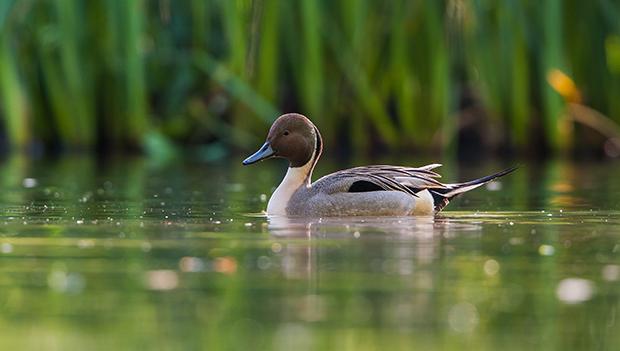 Northern Pintail